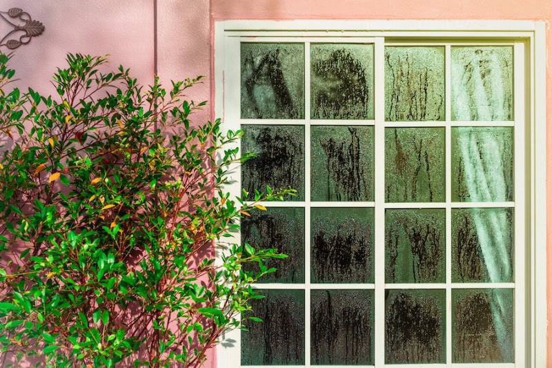 Why Is a Home Dehumidifier Important? Glass door with condensation and a tree