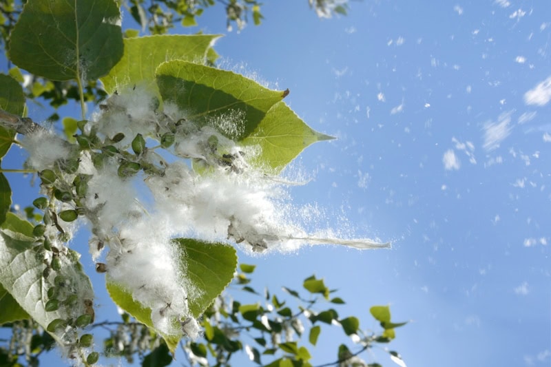 What Does Indoor Air Quality Have to Do With Allergies? Poplar tree buds opening in spring